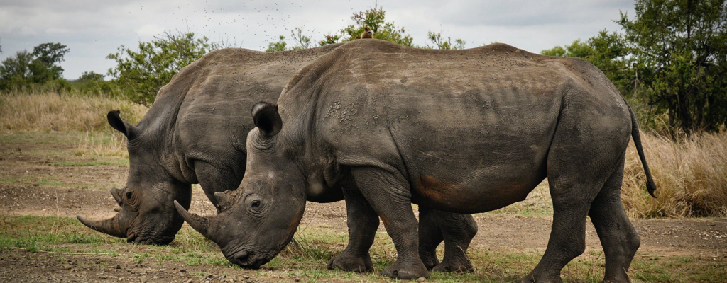 Safari park<br>Dvůr Králové